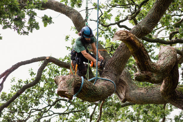  , USA Tree Services Pros